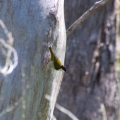 Melithreptus lunatus (White-naped Honeyeater) at Nunnock Swamp - 3 Feb 2024 by MB