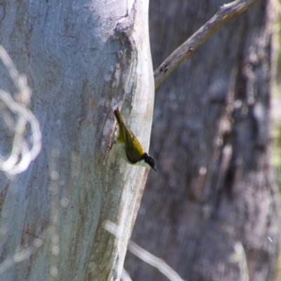 Melithreptus lunatus (White-naped Honeyeater) at South East Forest National Park - 3 Feb 2024 by MB