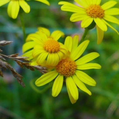 Senecio sp. (A Fireweed) at South East Forest National Park - 2 Feb 2024 by MB