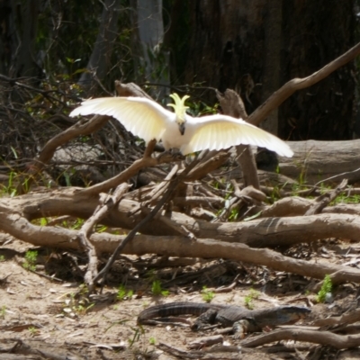 Cacatua galerita (Sulphur-crested Cockatoo) at Kyalite, NSW - 30 Nov 2023 by MB