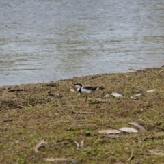 Thinornis melanops (Black-fronted Dotterel) at Balranald, NSW - 1 Dec 2023 by MB