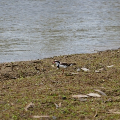 Charadrius melanops (Black-fronted Dotterel) at Balranald, NSW - 1 Dec 2023 by MB