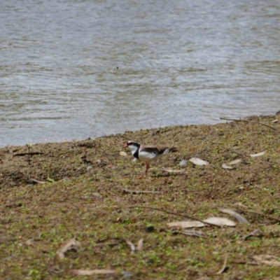 Thinornis melanops (Black-fronted Dotterel) at Balranald, NSW - 1 Dec 2023 by MB