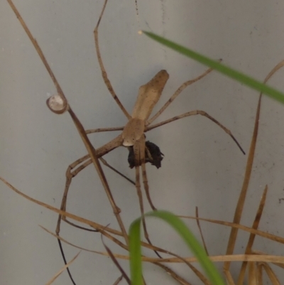 Unidentified Other hunting spider at Braemar, NSW - 3 Feb 2024 by Curiosity