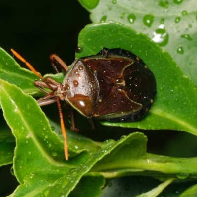 Musgraveia sulciventris (Bronze Orange Bug) at Downer, ACT - 5 Feb 2024 by RobertD