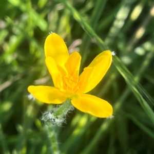 Hypoxis hygrometrica at QPRC LGA - 1 Feb 2024