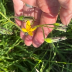 Hypoxis hygrometrica at QPRC LGA - 1 Feb 2024