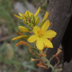 Bulbine bulbosa (Golden Lily, Bulbine Lily) at Bonner, ACT - 4 Nov 2023 by MichaelBedingfield