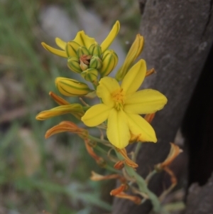 Bulbine bulbosa at Mulligans Flat - 4 Nov 2023 01:46 PM