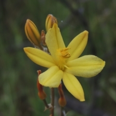 Bulbine bulbosa at Mulligans Flat - 4 Nov 2023 01:46 PM