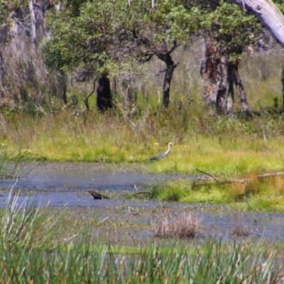 Ardea pacifica (White-necked Heron) at Glen Allen, NSW - 3 Feb 2024 by MB