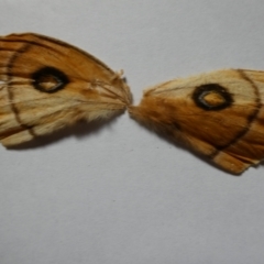 Opodiphthera eucalypti (Emperor Gum Moth) at QPRC LGA - 30 Jan 2024 by arjay