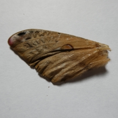 Opodiphthera sp. (genus) (A gum moth) at Mongarlowe River - 30 Jan 2024 by arjay