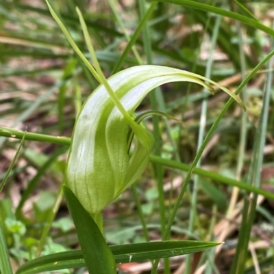 Pterostylis falcata (Sickle Greenhood) at Moonan Brook, NSW - 19 Dec 2023 by Tapirlord