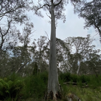 Eucalyptus dalrympleana (Mountain Gum) at Barrington Tops National Park - 19 Dec 2023 by Tapirlord