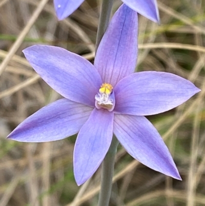 Thelymitra ixioides (Dotted Sun Orchid) at Barrington Tops National Park - 19 Dec 2023 by Tapirlord