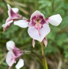 Diuris venosa (Veined Doubletail) at Barrington Tops National Park - 18 Dec 2023 by Tapirlord