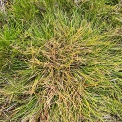 Oreobolus oxycarpus (A Sedge) at Barrington Tops National Park - 18 Dec 2023 by Tapirlord