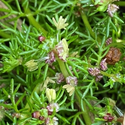 Myriophyllum alpinum (Alpine Water-milfoil) at Barrington Tops National Park - 18 Dec 2023 by Tapirlord