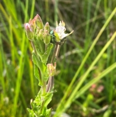 Epilobium gunnianum (Gunn's Willow-herb) at Barrington Tops National Park - 18 Dec 2023 by Tapirlord