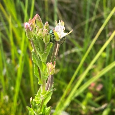Epilobium gunnianum (Gunn's Willow-herb) at Barrington Tops National Park - 19 Dec 2023 by Tapirlord