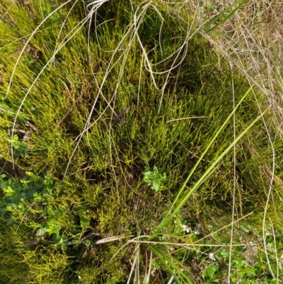 Empodisma minus (Spreading Rope-rush) at Barrington Tops National Park - 19 Dec 2023 by Tapirlord
