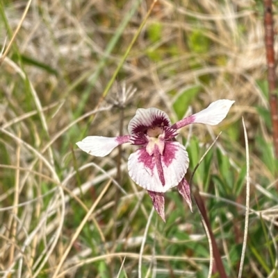 Diuris venosa (Veined Doubletail) at Barrington Tops National Park - 18 Dec 2023 by Tapirlord