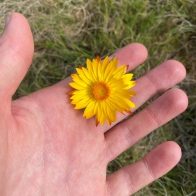 Xerochrysum sp. Glencoe (M.Gray 4401) NE Herbarium at Barrington Tops National Park - 18 Dec 2023 by Tapirlord