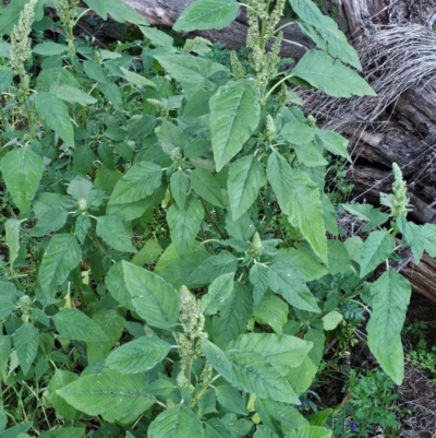 Amaranthus retroflexus (Redroot Amaranth) at Lower Molonglo - 2 Feb 2024 by Jiggy