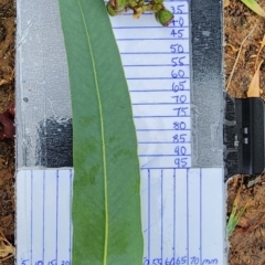 Eucalyptus michaeliana (Hillgrove Gum) at Bruce Ridge to Gossan Hill - 5 Feb 2024 by Steve818