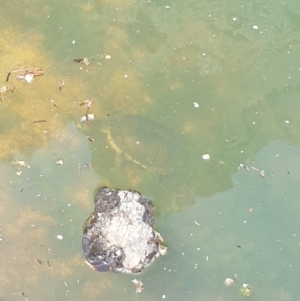 Chelodina longicollis at Cotter Reservoir - suppressed