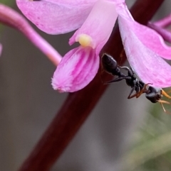 Myrmecia sp., pilosula-group (Jack jumper) at Tidbinbilla Nature Reserve - 26 Dec 2023 by Tapirlord