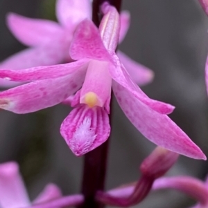 Dipodium roseum at Tidbinbilla Nature Reserve - suppressed