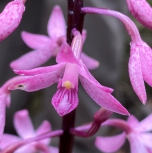 Dipodium roseum at Tidbinbilla Nature Reserve - 26 Dec 2023