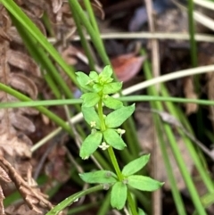 Galium leiocarpum (Maori Bedstraw) at Paddys River, ACT - 26 Dec 2023 by Tapirlord