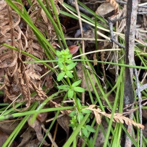 Galium leiocarpum at Tidbinbilla Nature Reserve - 26 Dec 2023 12:38 PM