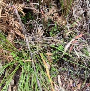 Galium leiocarpum at Tidbinbilla Nature Reserve - 26 Dec 2023 12:38 PM