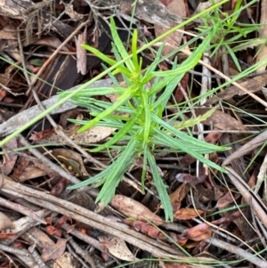 Senecio diaschides at Tidbinbilla Nature Reserve - 26 Dec 2023