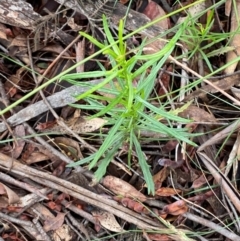 Senecio diaschides at Tidbinbilla Nature Reserve - 26 Dec 2023