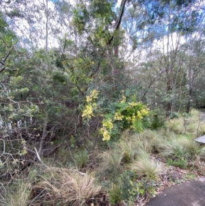 Acacia parramattensis at Tidbinbilla Nature Reserve - 26 Dec 2023 12:29 PM