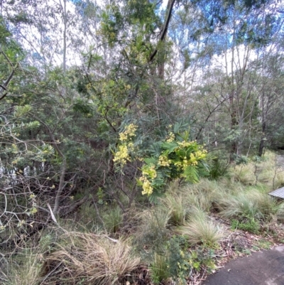 Acacia parramattensis (Parramatta Green Wattle) at Paddys River, ACT - 26 Dec 2023 by Tapirlord