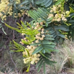 Acacia parramattensis at Tidbinbilla Nature Reserve - 26 Dec 2023 12:29 PM