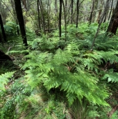 Hypolepis glandulifera (Downy Ground Fern) at Tidbinbilla Nature Reserve - 26 Dec 2023 by Tapirlord