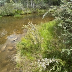 Baeckea utilis at Tidbinbilla Nature Reserve - 26 Dec 2023