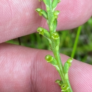 Microtis parviflora at Tidbinbilla Nature Reserve - suppressed