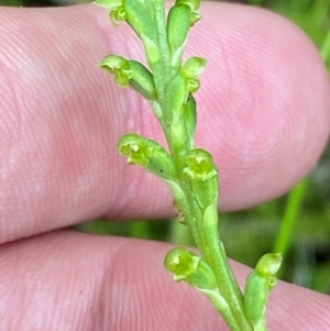 Microtis parviflora at Tidbinbilla Nature Reserve - 26 Dec 2023