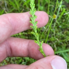 Microtis parviflora at Tidbinbilla Nature Reserve - suppressed