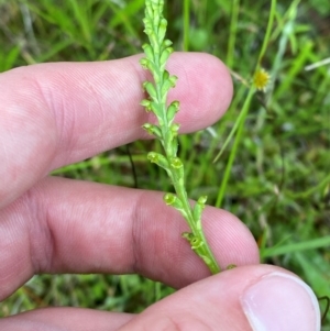 Microtis parviflora at Tidbinbilla Nature Reserve - suppressed