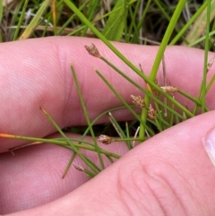 Eleocharis pusilla (Small Spike-rush) at Paddys River, ACT - 26 Dec 2023 by Tapirlord