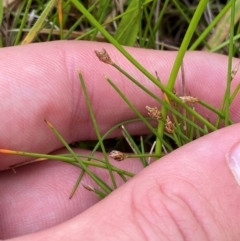 Eleocharis pusilla (Small Spike-rush) at Tidbinbilla Nature Reserve - 26 Dec 2023 by Tapirlord